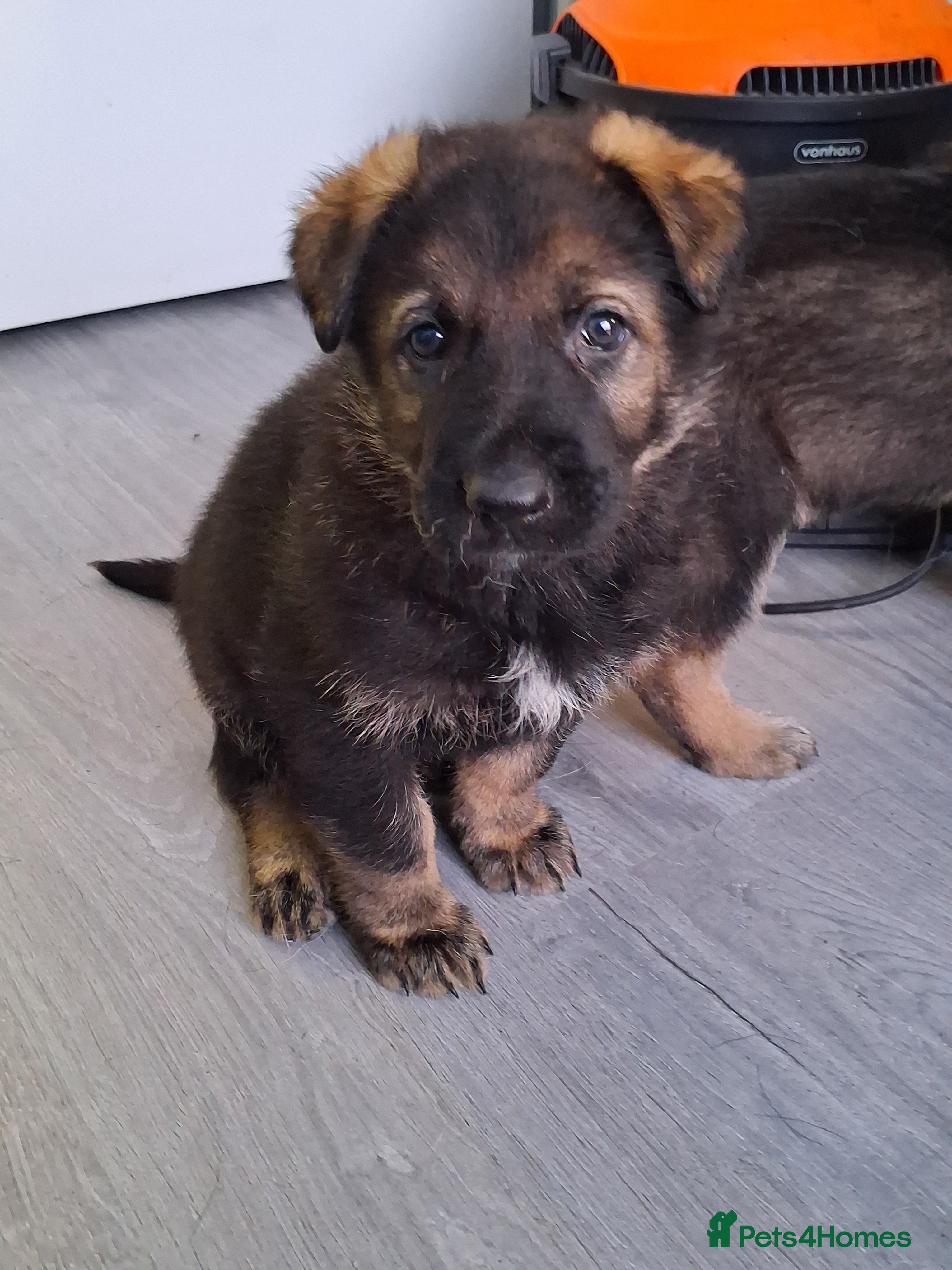 German Shepherd dogs APPROVED GSD PUPPIES,BLACK AND TAN,SABLE,SEE ALL P - Advert 1