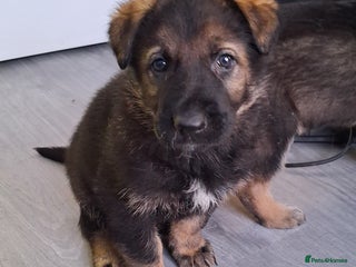 German Shepherd dogs APPROVED GSD PUPPIES,BLACK AND TAN,SABLE,SEE ALL P - Advert 9