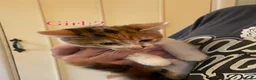 British Shorthair cats for sale: British Shorthair Kittens  - Advert 10
