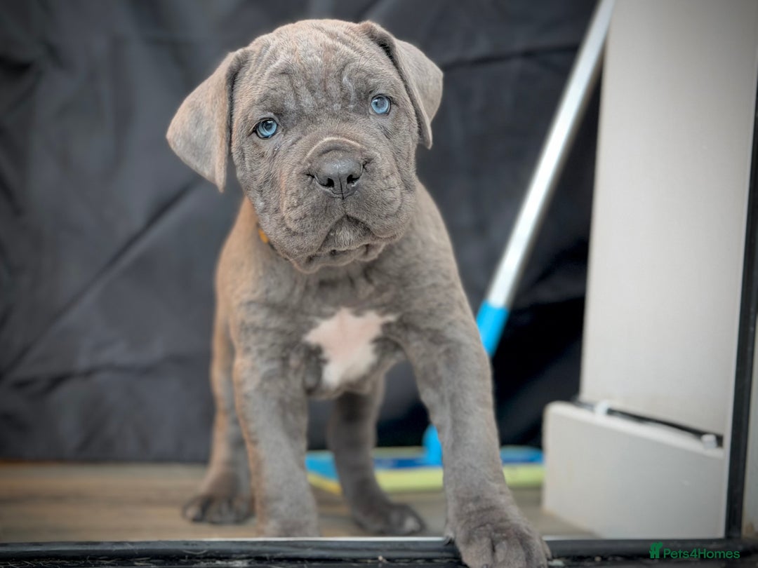 Cane Corso dogs for sale: ICCF Registered Cane Corsos  - Advert 37