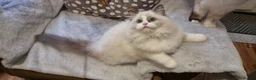 Ragdoll cats for sale: Pedegree stuning Ragdoll kittens - Advert 5