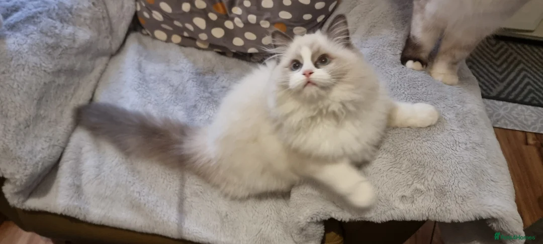 Ragdoll cats for sale: Pedegree stuning Ragdoll kittens - Advert 5