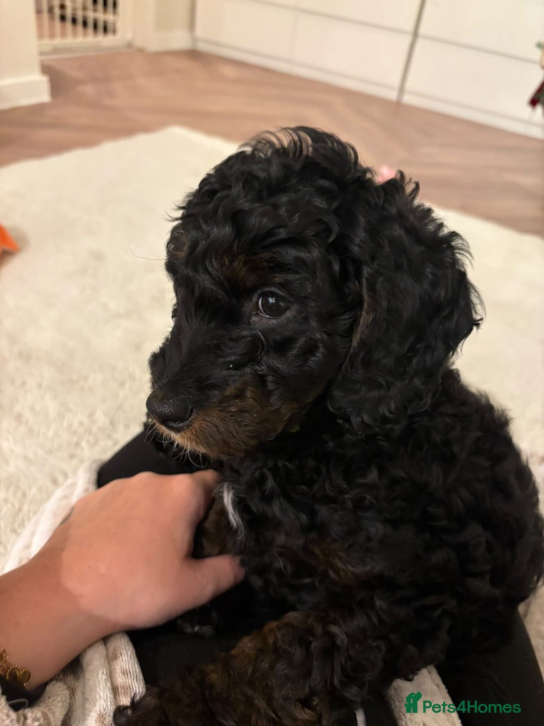 Cockapoo dogs for sale: Boy cockapoo for sale  - Advert 2