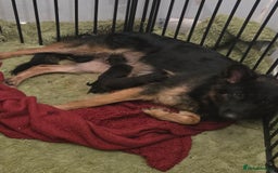 German Shepherd dogs for sale: German Shepherd puppies - Advert 4