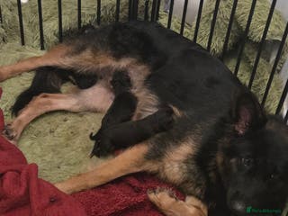 German Shepherd dogs German Shepherd puppies - Advert 12