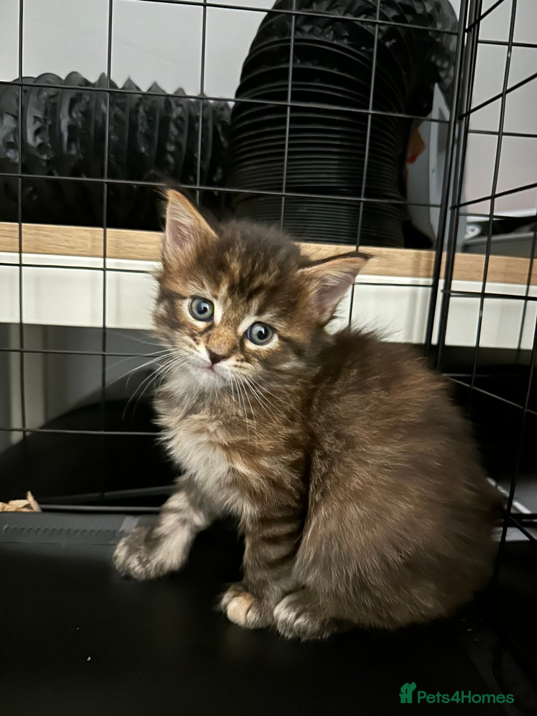 Maine Coon cats for sale: 6x Maine Coon kittens for sale - Advert 16
