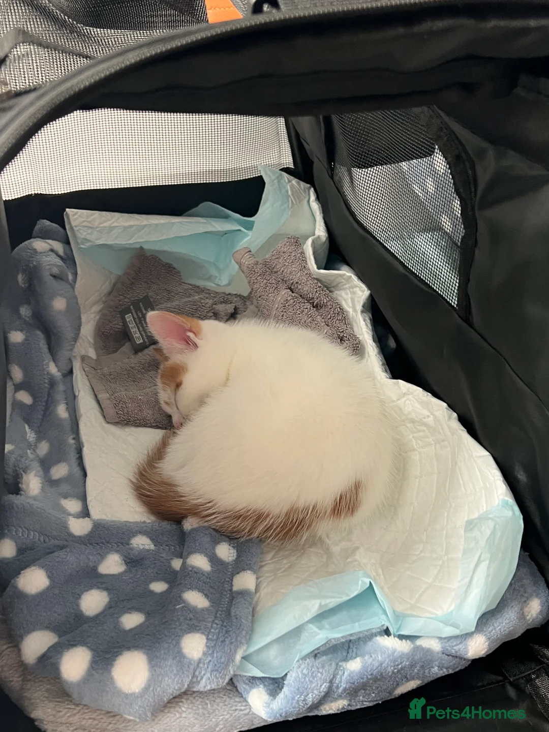 Mixed Breed cats for sale: 8 Week Old Kitten ready for forever home in Manchester - Advert 2