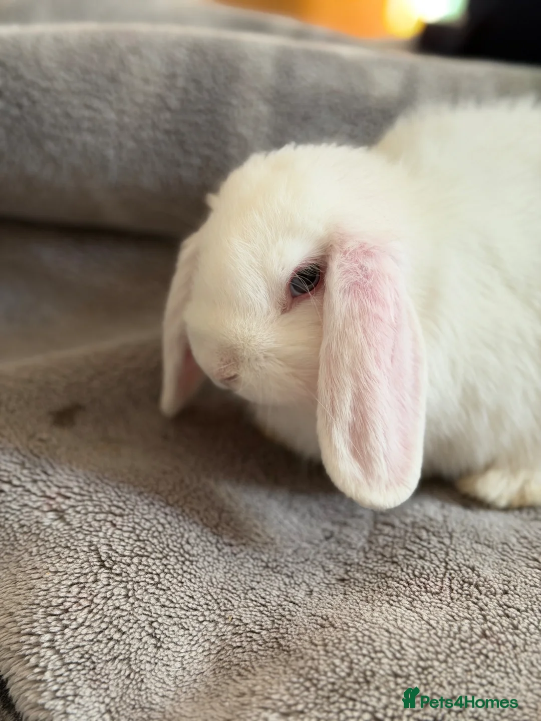 Mini Lop rabbits for sale: Lovely Mini lop for sale  (BEW) - Advert 2