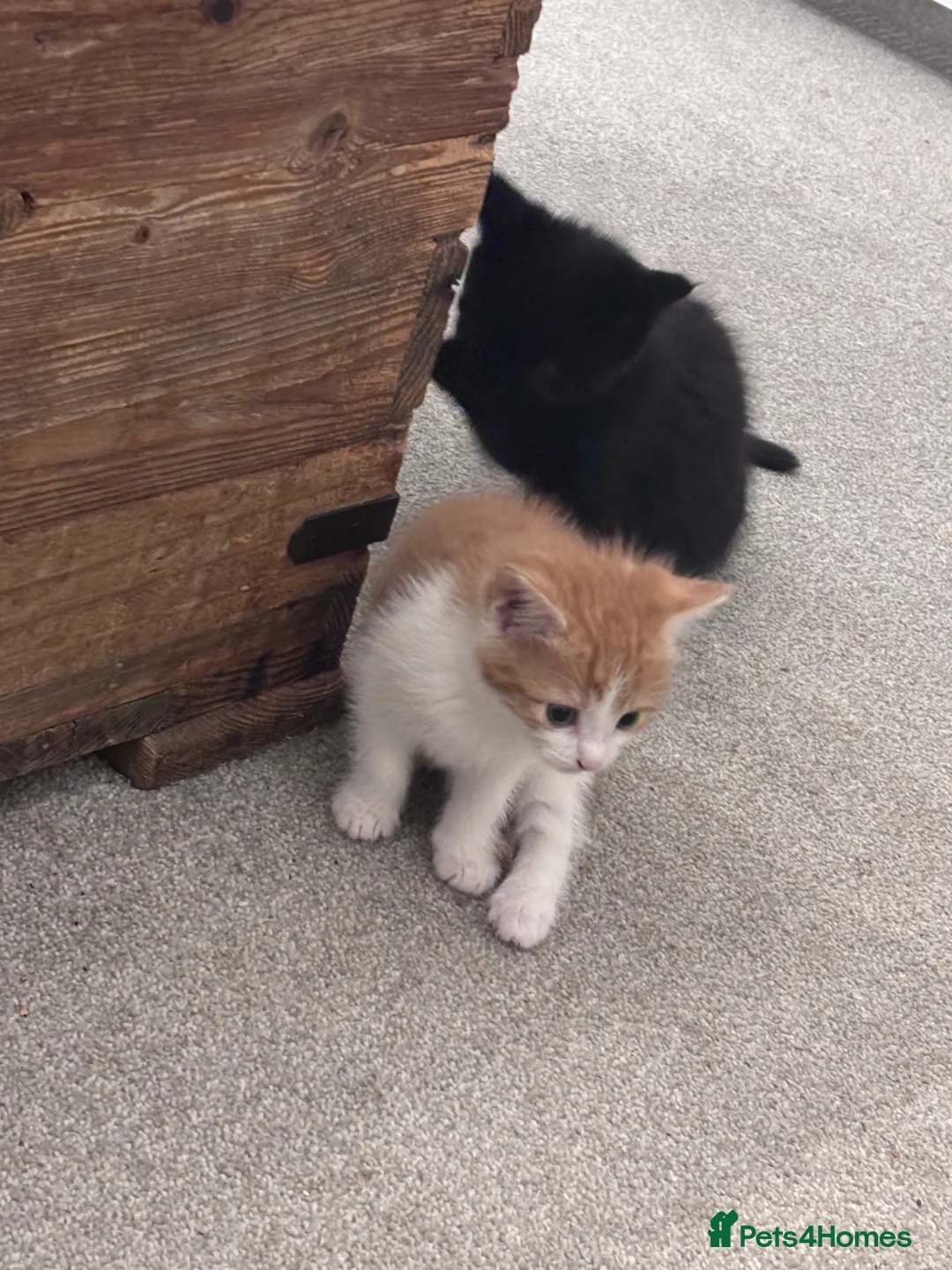 Mixed Breed cats for sale: Gorgeous moggy kittens for sale  - Advert 12