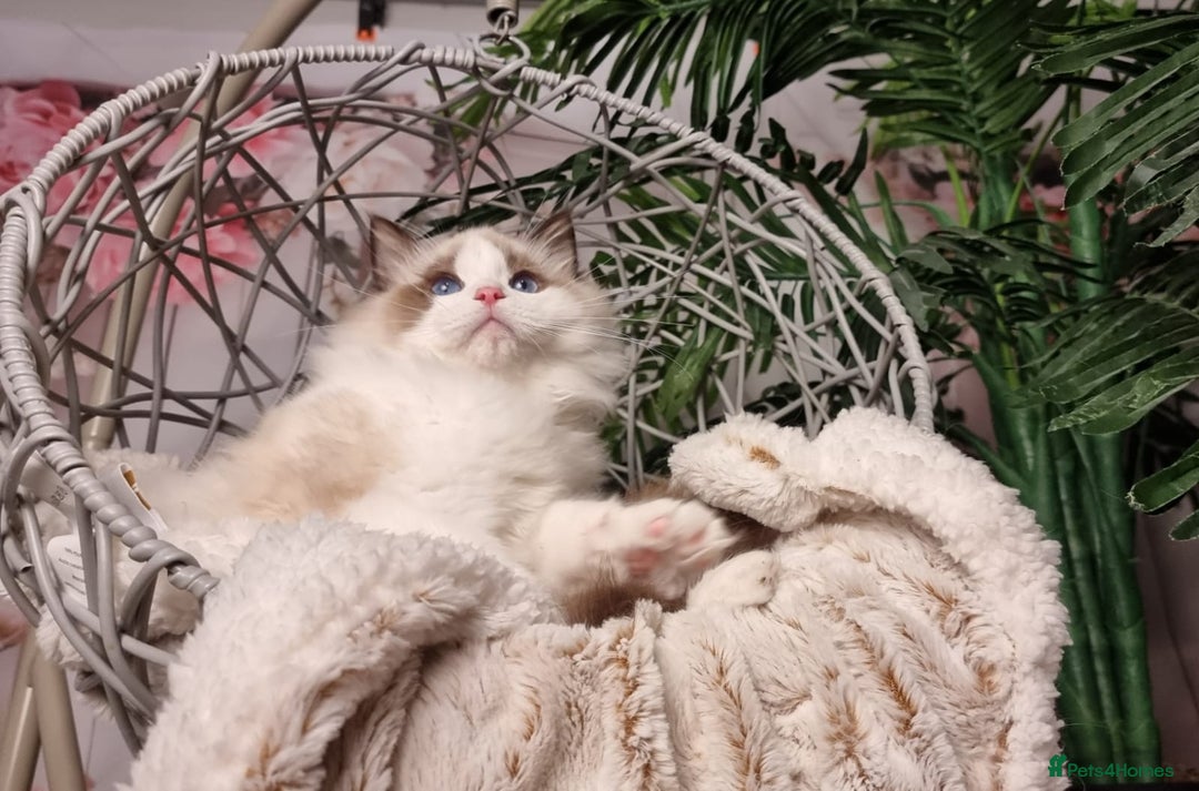 Ragdoll cats for sale: Quality Tica reg Ragdoll kittens  - Image 18