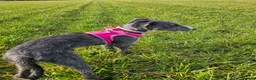Mixed Breed dogs for sale: Bedlington x whippet  for sale - Advert 8
