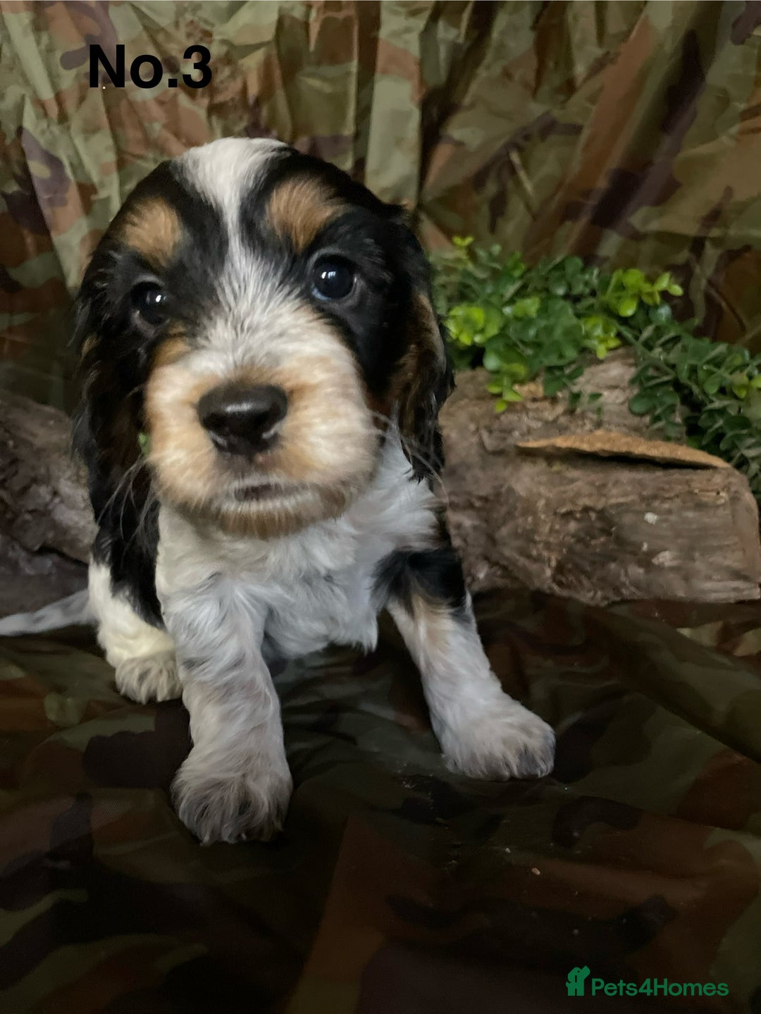 Mixed Breed dogs for sale: 8 beautiful cockapoo stunning colours  - Image 6