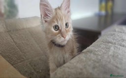 Maine Coon cats for sale: GCCF registered MC kittens  - Image 7