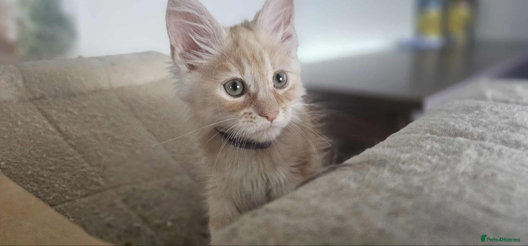 Maine Coon cats for sale: GCCF registered MC kittens  - Image 7