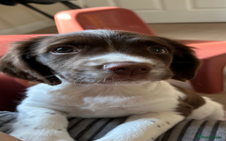 English Springer Spaniel dogs for sale: Doug the springer  - Image 5