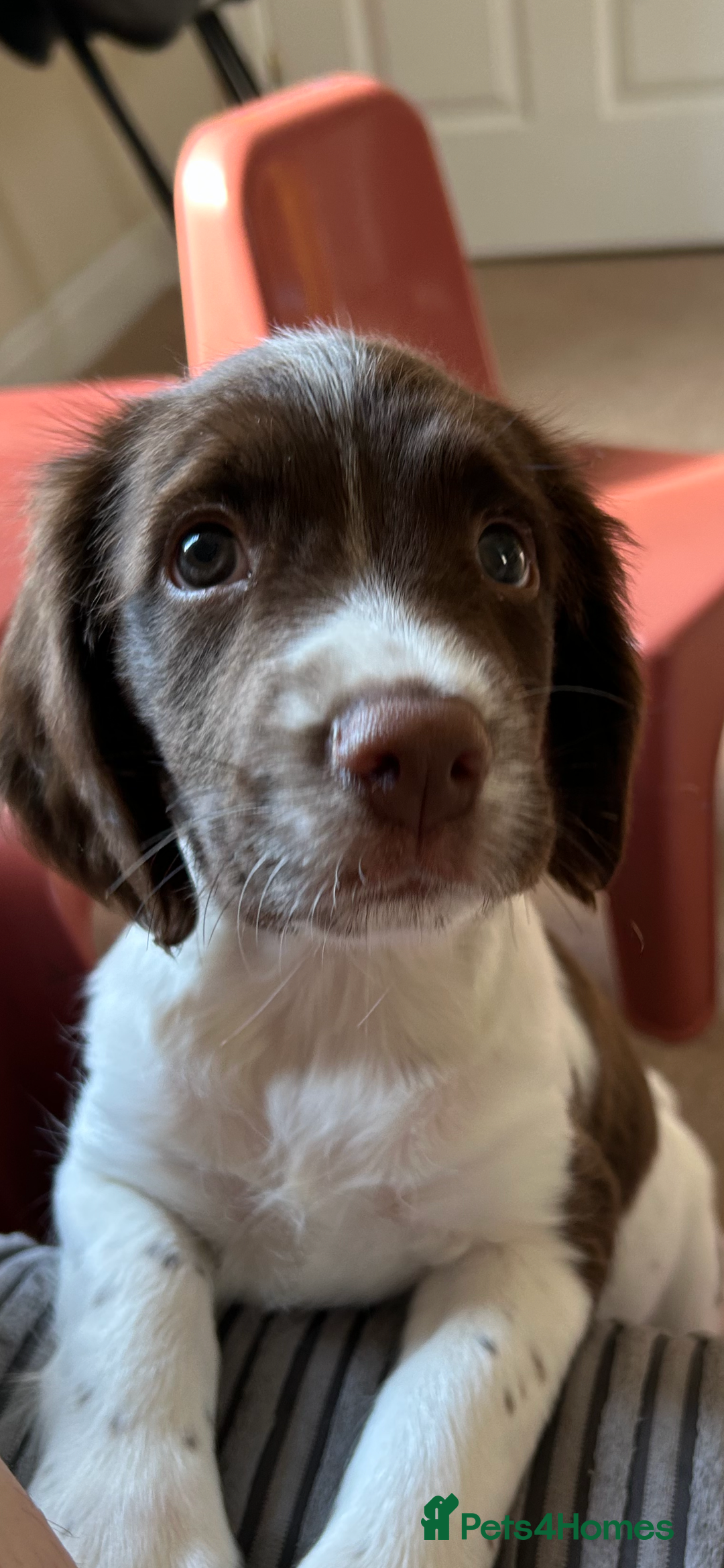 English Springer Spaniel dogs for sale: Doug the springer  - Image 5