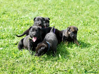 Belgian Shepherd Dog dogs Belgian Mallinois pups due - Advert 2