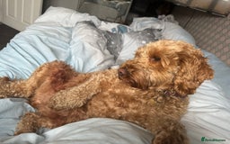 Cockapoo dogs for sale: Cockapoo bitch red 3 years old  - Image 9