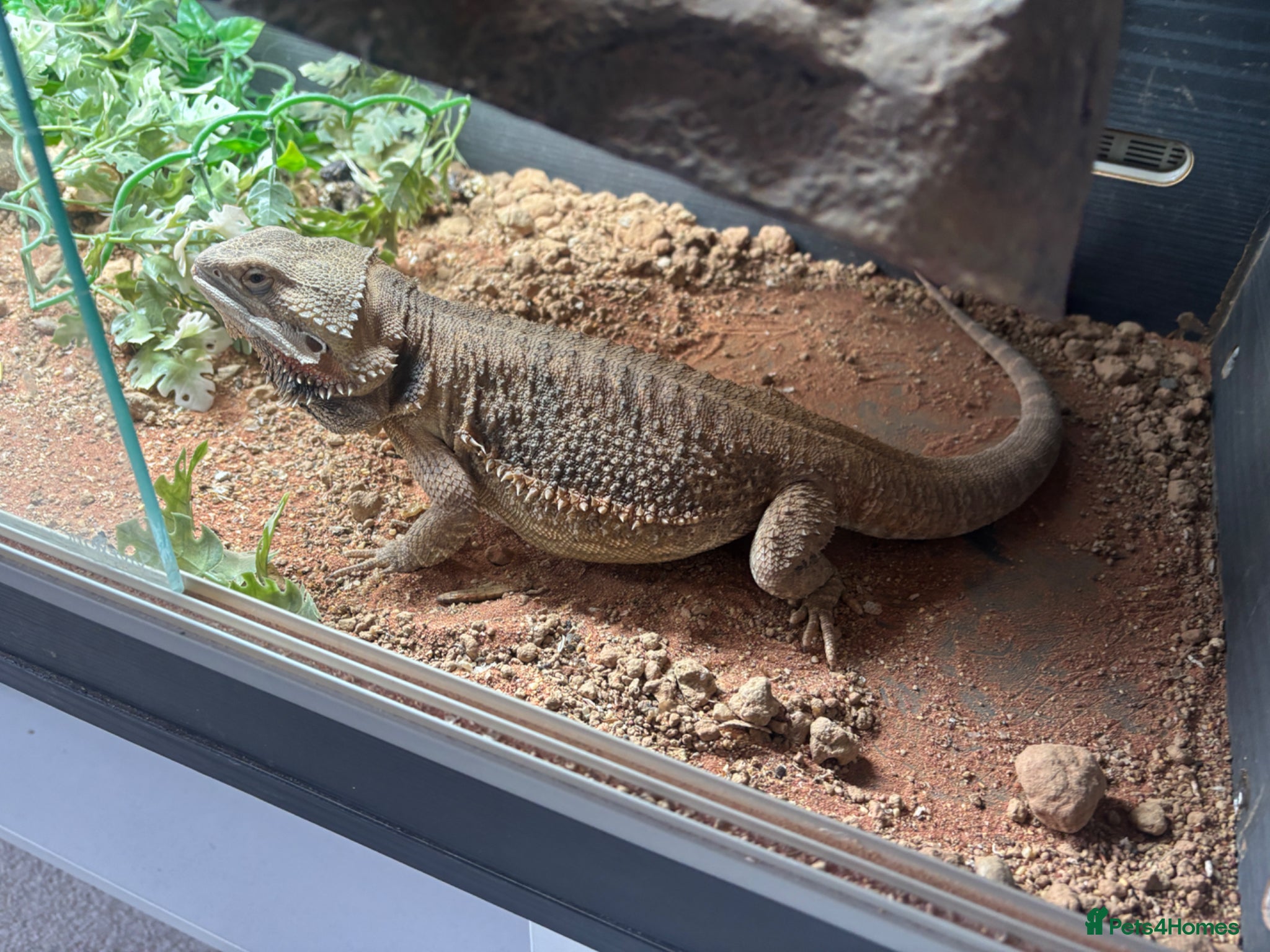 Bearded Dragon reptiles 1 year old bearded dragon female  - Advert 5