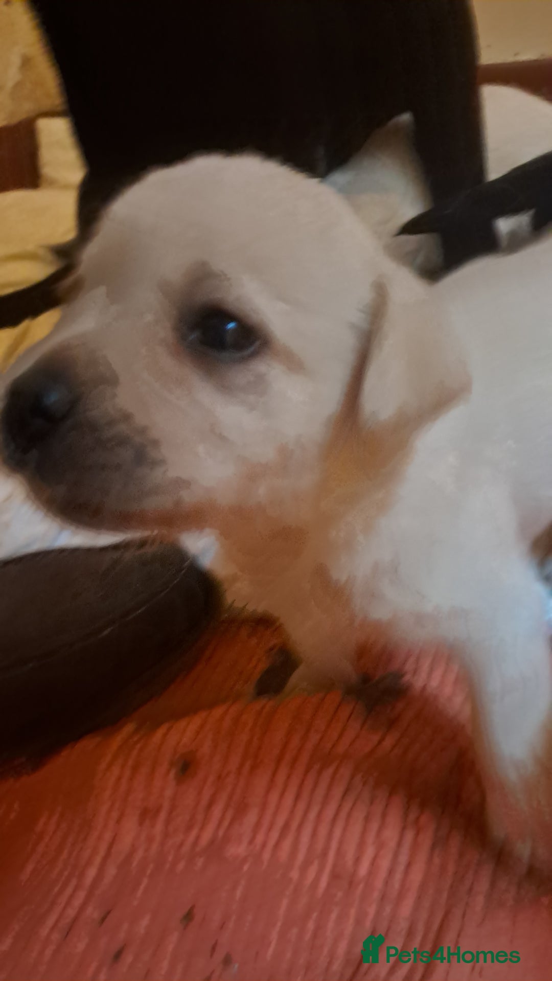 Labrador Retriever dogs for sale: KC Labrador girls - Advert 6