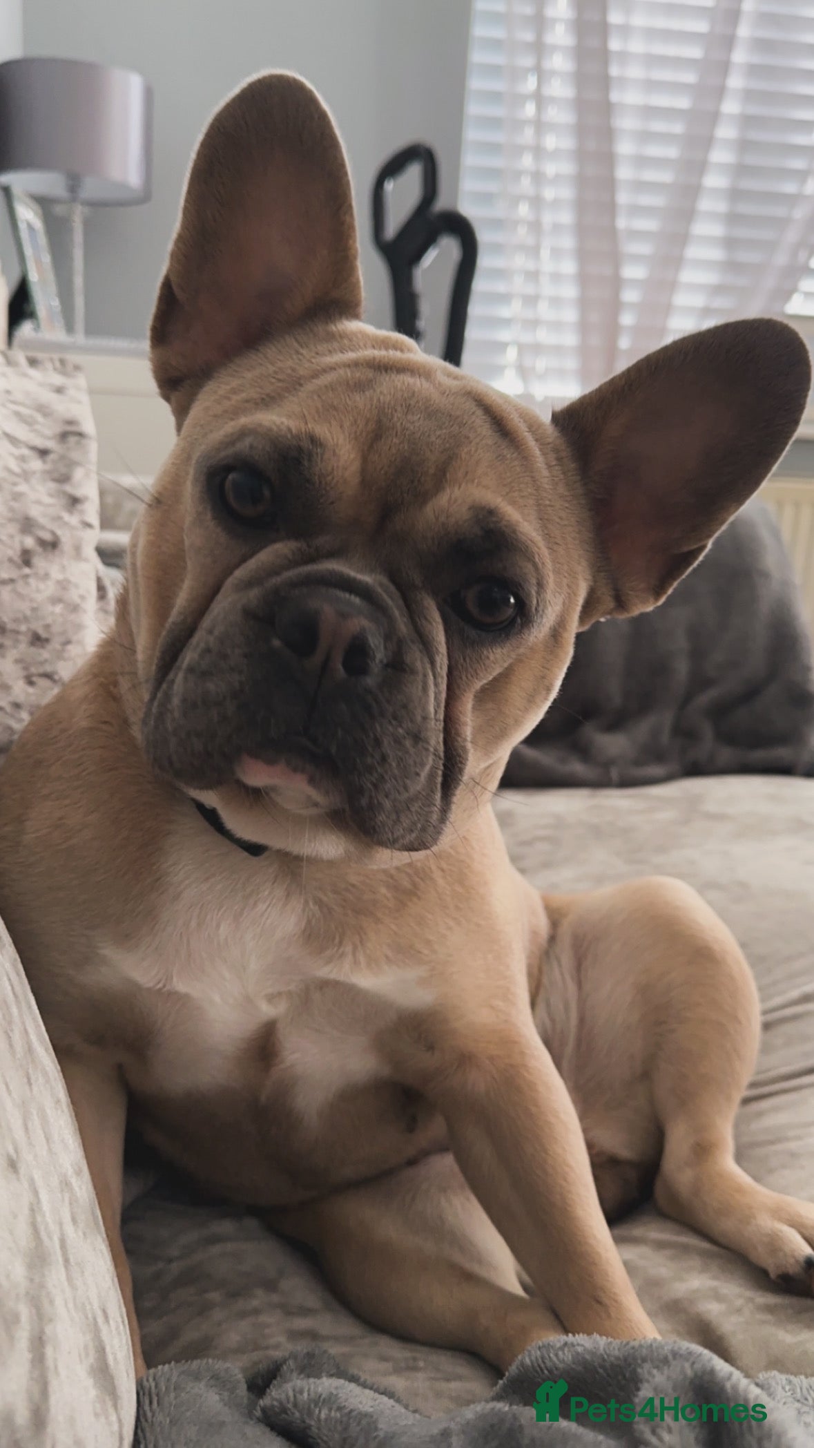 Nova