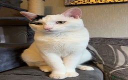 Mixed Breed cats for sale: Milo ready for his new home  - Image 1