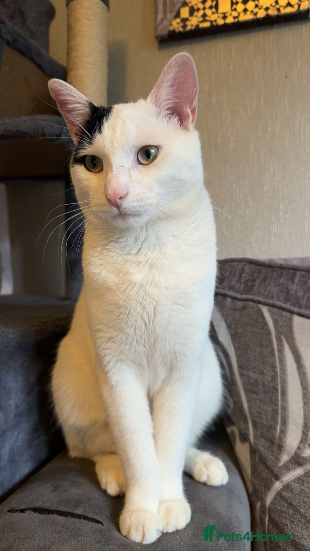 Mixed Breed cats for sale: Milo ready for his new home  - Image 1
