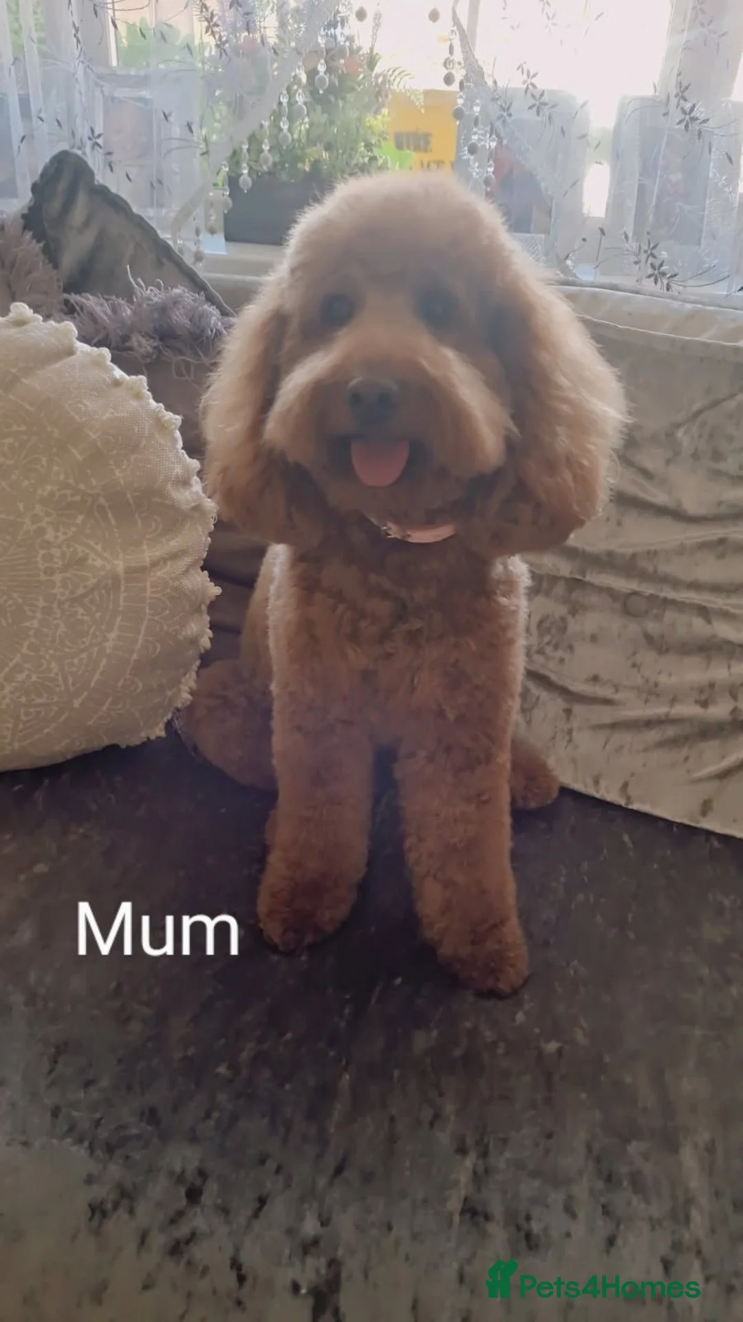 Cockapoo dogs for sale: Beautiful cockapoo puppies  - Advert 14