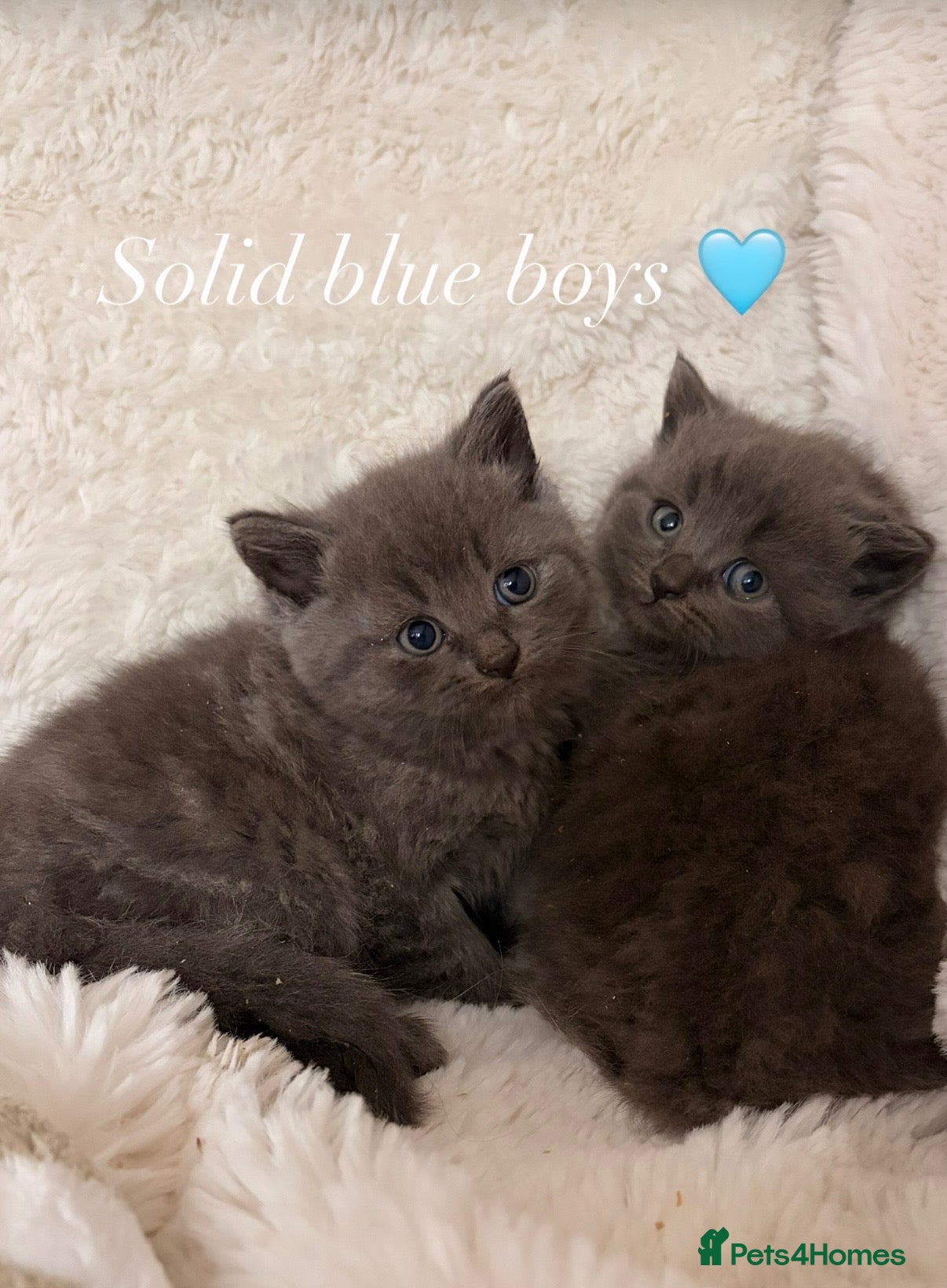 British Shorthair cats British shorthair kittens. - Advert 20