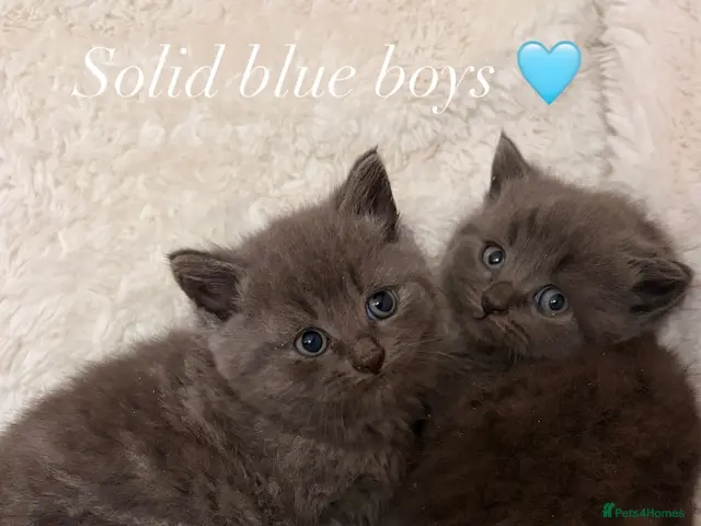 British Shorthair cats for sale: British shorthair kittens. - Advert 16