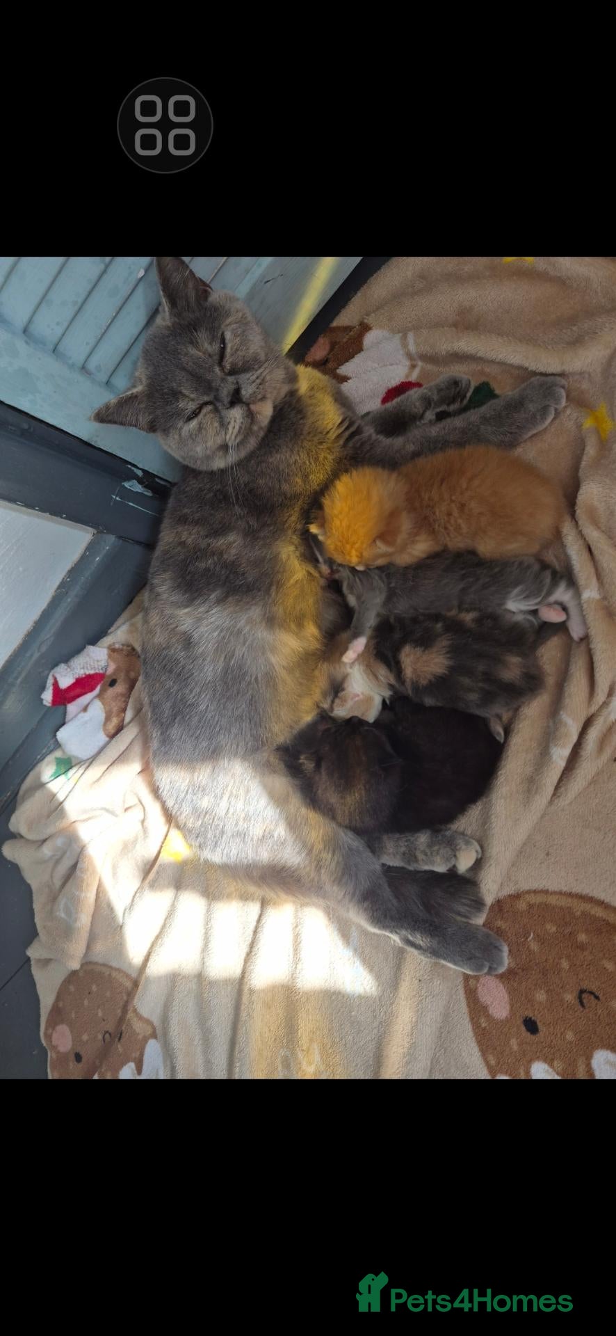 British Shorthair cats BSH x tabby kittens for sale - Advert 9
