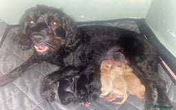 Mixed Breed dogs for sale: Cockapoochon puppies - Image 10