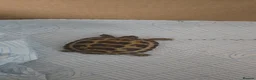 Hermann Tortoise reptiles for sale: Tortoise for sale  in Coventry - Advert 3