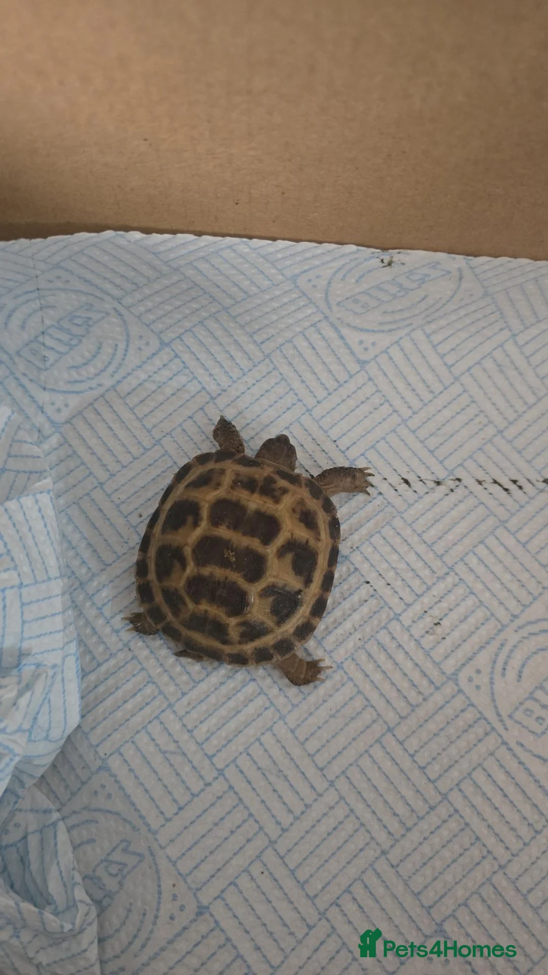 Hermann Tortoise reptiles for sale: Tortoise for sale  in Coventry - Advert 3