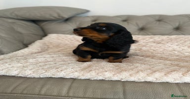 Mixed Breed dogs - Advert 16