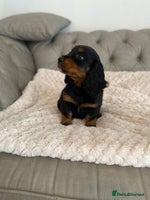 Mixed Breed dogs - Advert 16