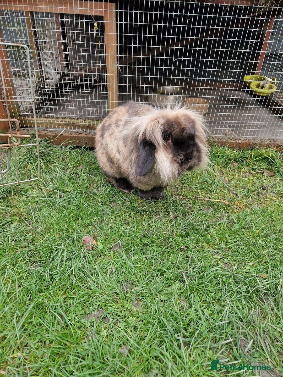 Netherland Dwarf rabbits for sale: Sister and brother - Image 2
