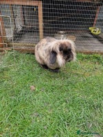 Netherland Dwarf rabbits - Advert 2