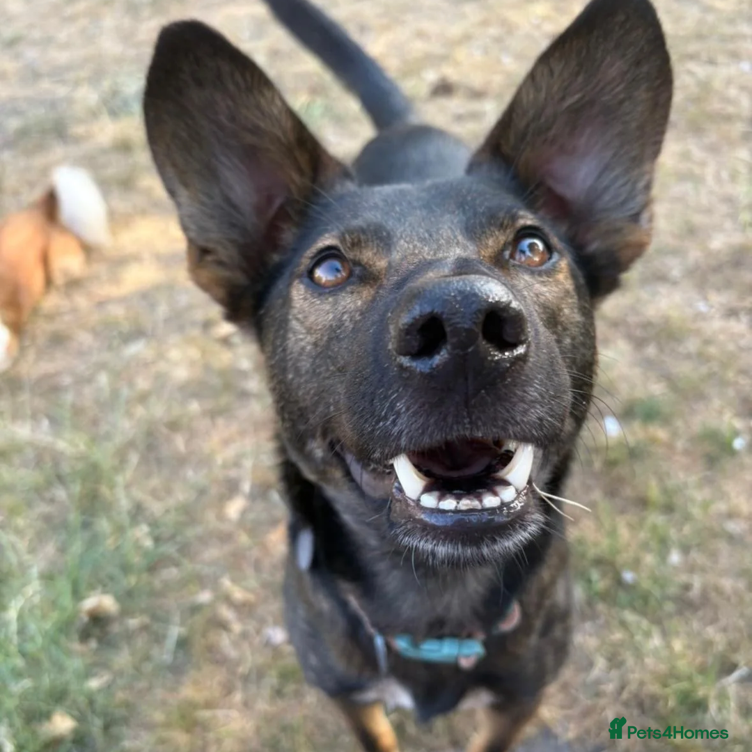 Mixed Breed dogs for adoption: Maro  in Birmingham - Advert 1