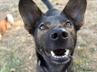 Mixed Breed dogs Maro in Birmingham - Advert 1