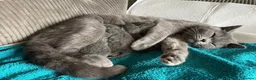 British Shorthair cats for sale: Blue British shorthair kittens  in Sleaford - Advert 1