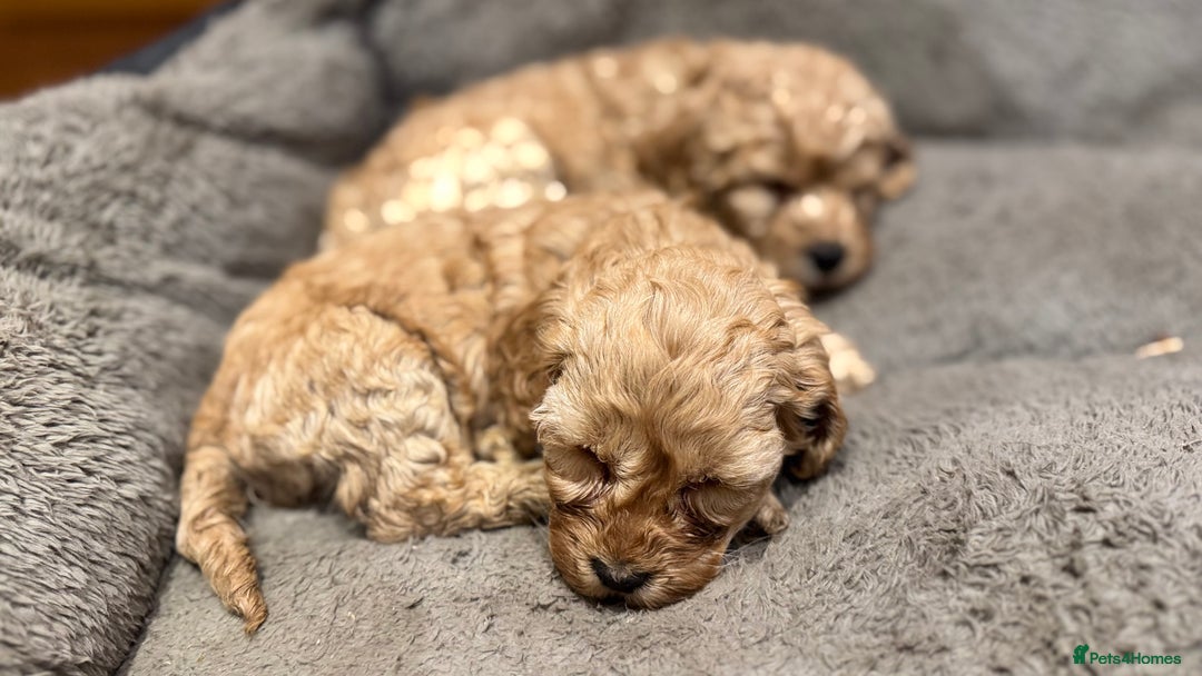 Cockapoo dogs for sale: Cockapoo puppies 🐶  - Advert 3