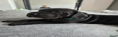 Great Dane 3 dark green collar 