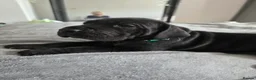 Great Dane dogs for sale: Great dane pups  - Advert 32