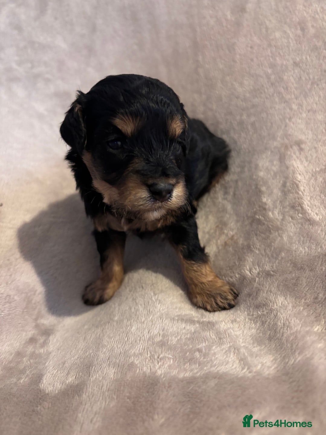 Mixed Breed dogs for sale: Gorgeous Puppies for sale - Image 5