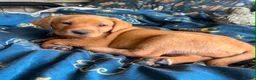 Labrador Retriever dogs for sale: working line Labrador retriever  - Advert 15