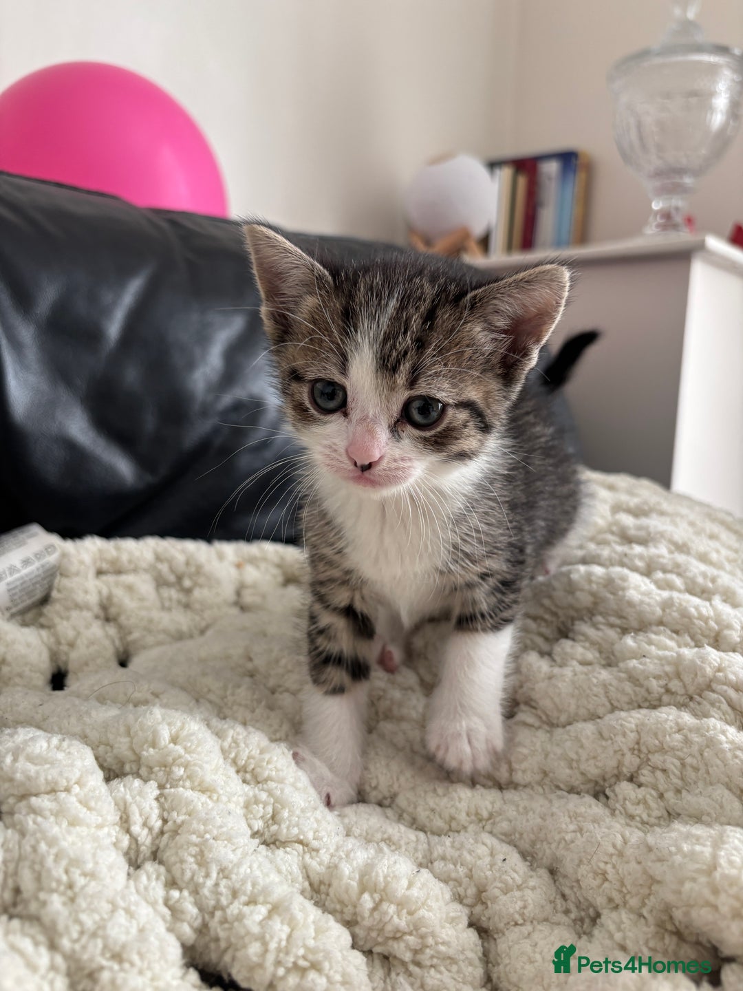 Domestic Shorthair cats for sale: 6 female kitten for sale - Image 13
