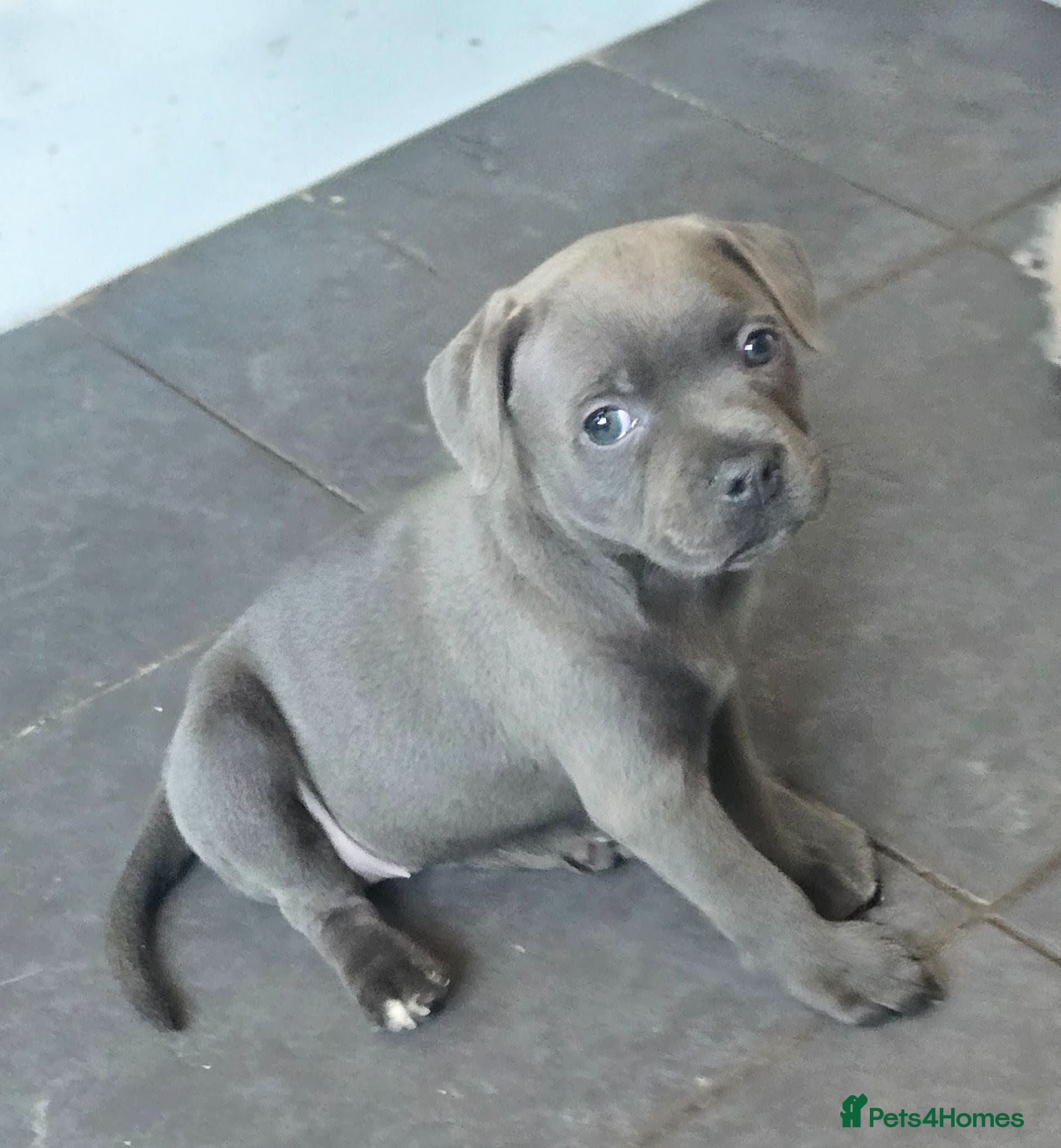 Staffordshire Bull Terrier dogs Stunning KC reg SBT BLUE PUPS - Advert 2