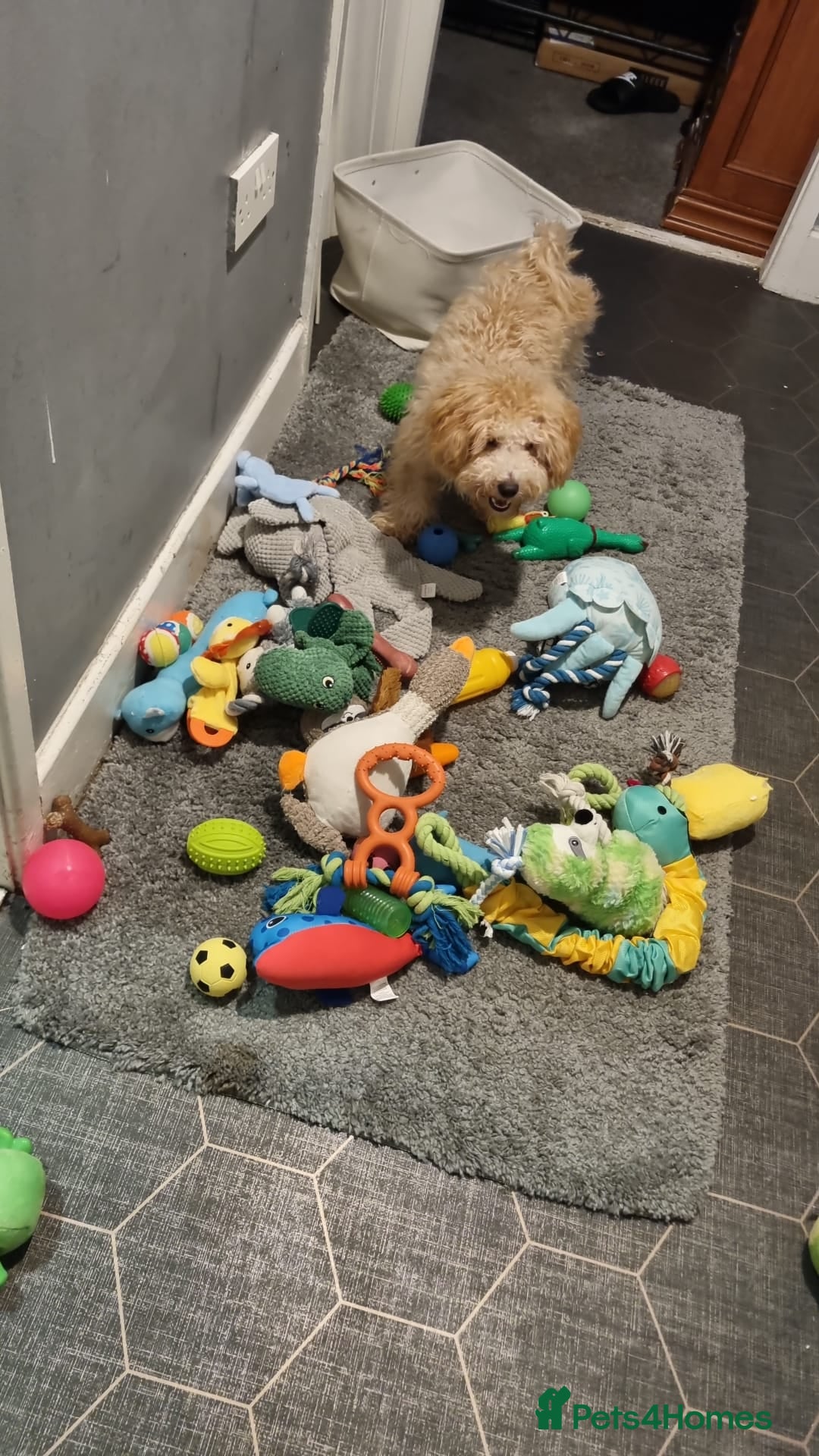 Poochon dogs for sale: 11 month old poochon - Advert 8