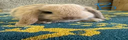 Mini Lop rabbits for sale: Mini Lop Rabbits For Sale - Advert 25